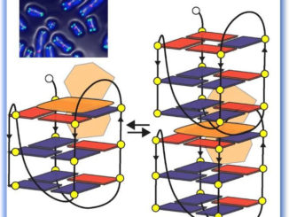 Nanofilamenti di DNA per terapia antitumorale, studio di ricercatori perugini