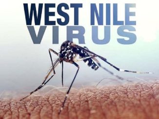 West Nile, 16 nuovi casi e un decesso nel Lazio