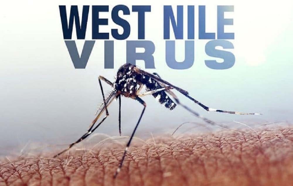 West Nile, 16 nuovi casi e un decesso nel Lazio