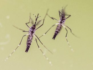 Chikungunya, allarme crescente: dati carenti e casi in aumento