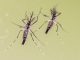 Chikungunya, allarme crescente: dati carenti e casi in aumento