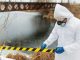 West Nile 2025, casi raddoppiati e morti più che triplicate
