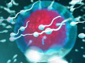 Scoperte due proteine chiave per la fertilità maschile