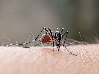 West Nile virus in Italia, casi crescono e 49 decessi confermati