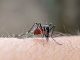 West Nile virus in Italia, casi crescono e 49 decessi confermati
