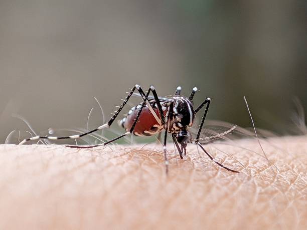 West Nile virus in Italia, casi crescono e 49 decessi confermati