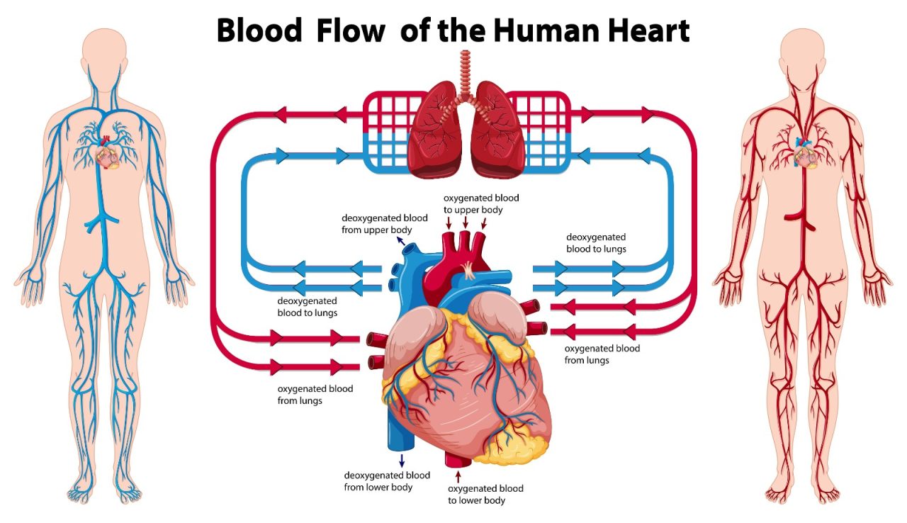 Trisol medical rivoluziona il cuore: test positivi negli USA