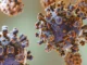 Hantavirus. il virus silenzioso, minaccia che arriva dai roditori